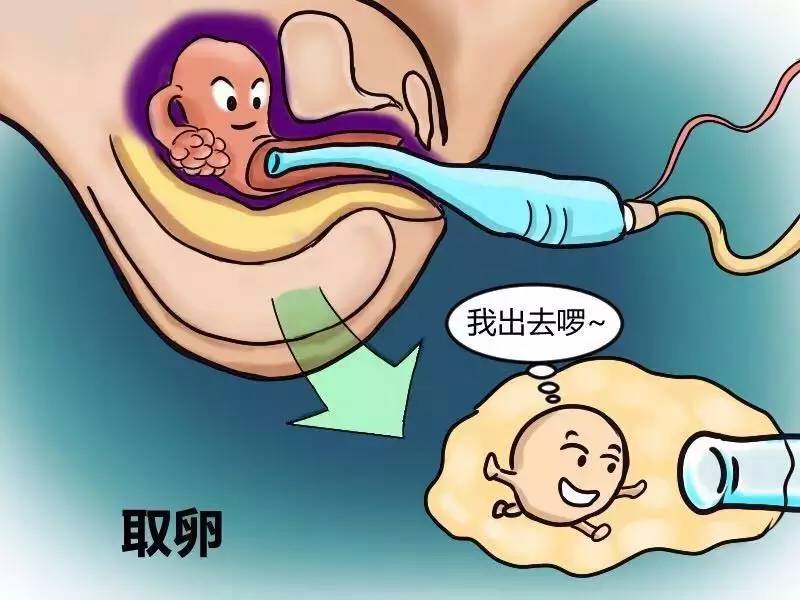 做供卵试管婴儿患者想知道的问题有哪些