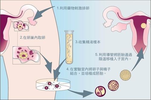 宝宝在肚子里是如何吸收营养的？