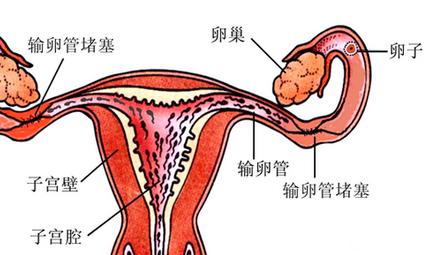 北京市菁华试管价目表