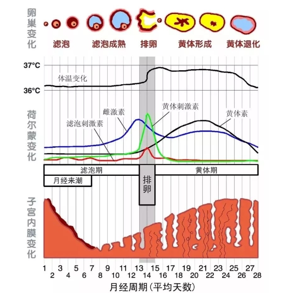 癌症患者喝五红汤会加速癌细胞生长吗