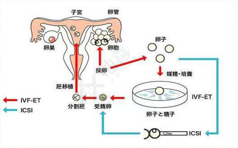 2024北京哪里排队供卵不用等（附两大权威医院卵源等待时间）